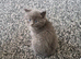 Stunning blue kittens