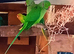 Lovely Ringnecks