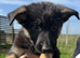 German Shepherd Puppies for sale