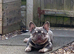 Nova 4 year old Frenchie