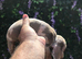 Miniature dachshund lilac dapple