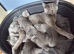 5 Russian blue kittens