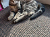 Kitten