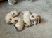 Beautiful ragdoll kittens for sale