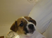 4 jack russell puppies