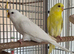 White budgie
