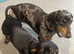 Dachshund miniature kc registered pup