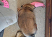 English Bulldog puppy