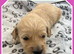 STUNNING F1 MINIATURE GOLDENDOODLES