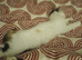 Female kitten seeking new home
