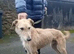 Deerhound Saluki x Bull Wheaton beddy greyhound