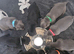 Staffordshire Bull Terrier Puppies