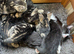 KITTENS FOR SALE