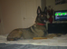 Belgian malinois x Dutch herder