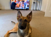German Shepherd x Belgian Malinois