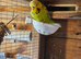 Pet Budgies