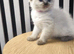 Ragdoll kittens