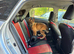 Belgium malinois and Swiss shepherd cross ready