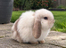 Mini lop boy