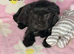Black Beautiful Girls Yorkshire Terrier – Ready August