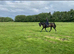 Gorgeous 16.2 dark bay mare