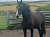 Quality Gelding to make 16hh+