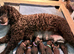 Irish Water Spaniel Litter