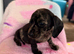 Dachshund X Jack puppies.