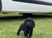 Show type  cocker spaniel