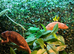 1 year old pantha chameleons x2