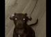 Female Labrador x springer spaniel puppy