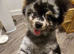 2 beautiful pomchi puppies