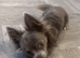 Gorgeous long hair lilac and white chihuahua stud