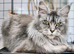XXL ACTIVE MAINECOON