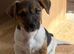 Traditional short-legged Jack Russell puppies.