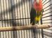 Male lovebird