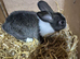 Dutch rabbits ready for new homes