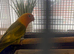 Tame alexanderine budgies parrolets love birds