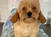 Beautiful 1st generation cavapoos ready to leave