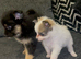Pomeranian puppy’s
