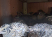 Jumbo Coturnix quail forsale