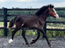 Connemara x Cob " Chocolate Dun Filly