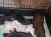 REDUCED. KC REG. PRA CLEAR PUPPIES