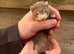 Ferret kits ready now