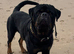 STUD only KC registered Rottweiler