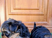 Amazing Yorkshire terrier puppies