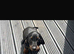 1 boy Dachund left Dachshund