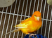 I have one pair red Canary for sale
