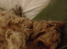 Cockapoo