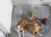 Red fox colour staffi puppies